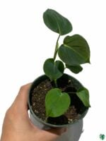 Philodendron-Lupinum-3x4-Product-Peppyflora-01-a-Moz