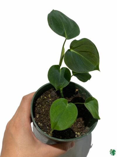 Philodendron-Lupinum-3x4-Product-Peppyflora-01-a-Moz