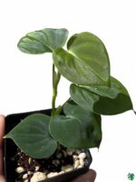 Philodendron-Lupinum-3x4-Product-Peppyflora-01-b-Moz