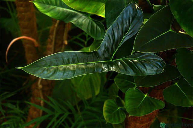 Philodendron Lupinum Product Peppyflora 02 Moz