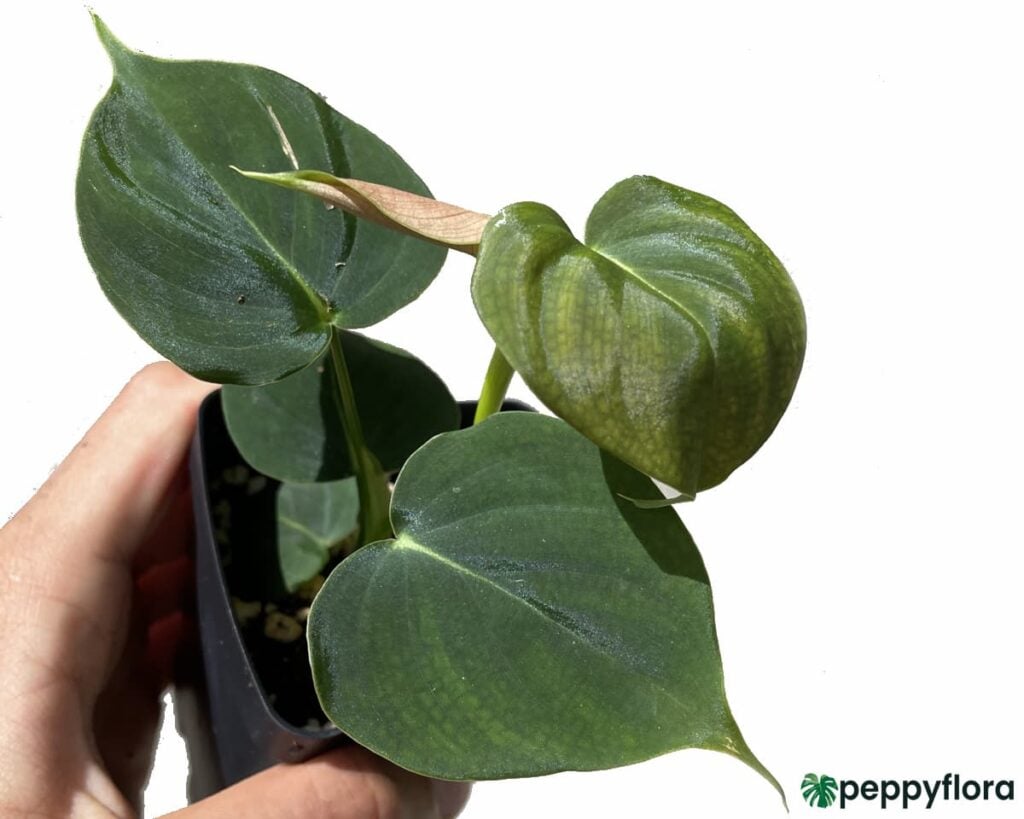 Philodendron Lupinum Product Peppyflora 02 A Moz