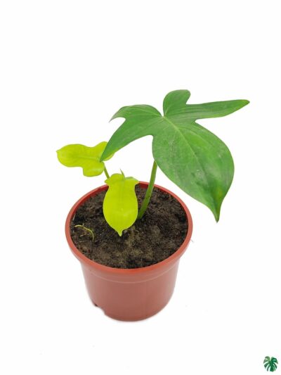 Philodendron-Pedatum-3x4-Product-Peppyflora-01-a-Moz