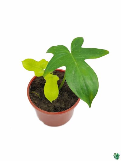 Philodendron-Pedatum-3x4-Product-Peppyflora-01-b-Moz