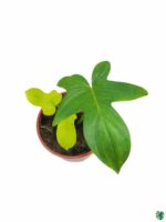 Philodendron-Pedatum-3x4-Product-Peppyflora-01-c-Moz