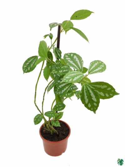 Pilea-Cadierei-3x4-Product-Peppyflora-01-a-Moz