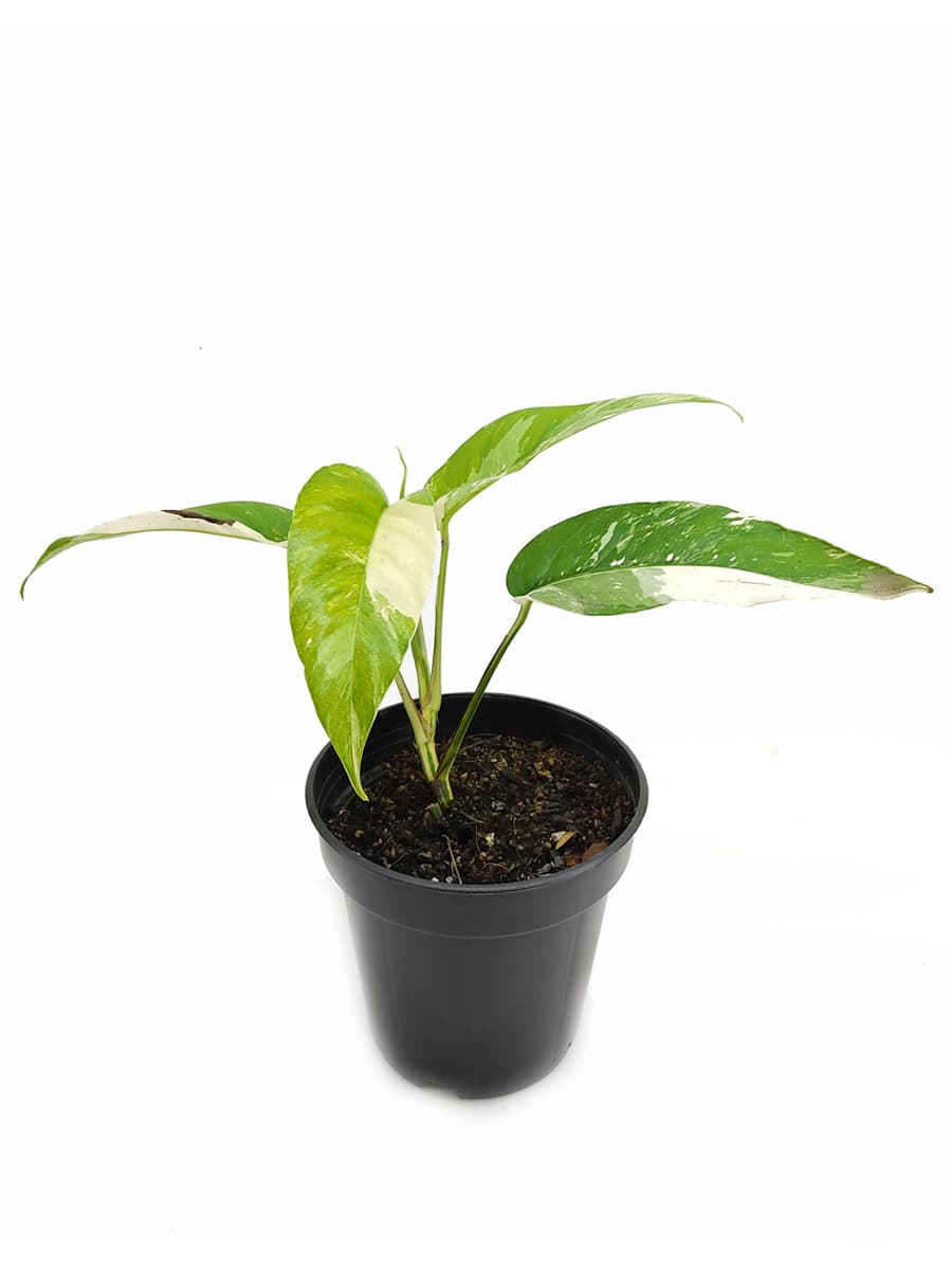 Epipremnum pinnatum albo-variegata – Steve's Leaves