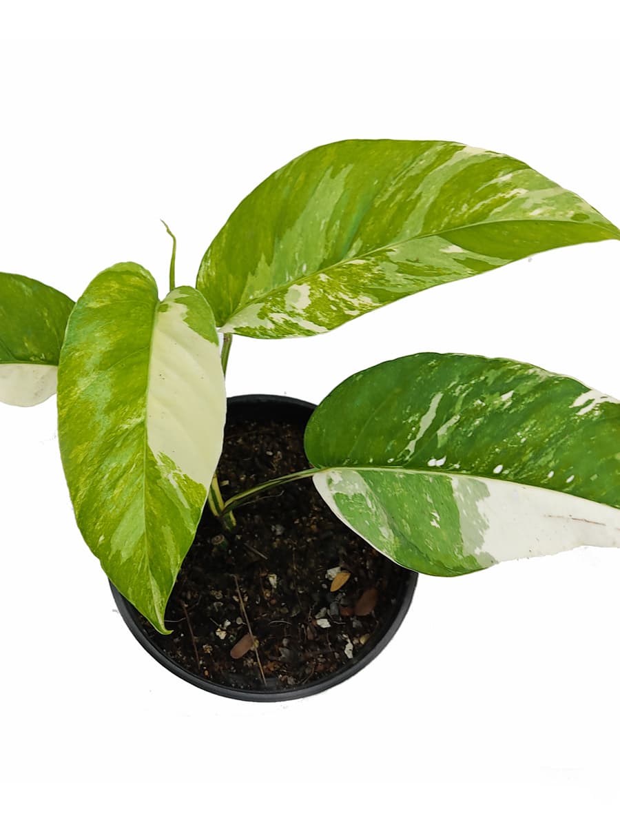 Variegated Albo Pothos - Live Plant in A 4 inch Pot - Epipremnum Pinnatum Variegata - Extremely Rare Wekiva Foliage LLC