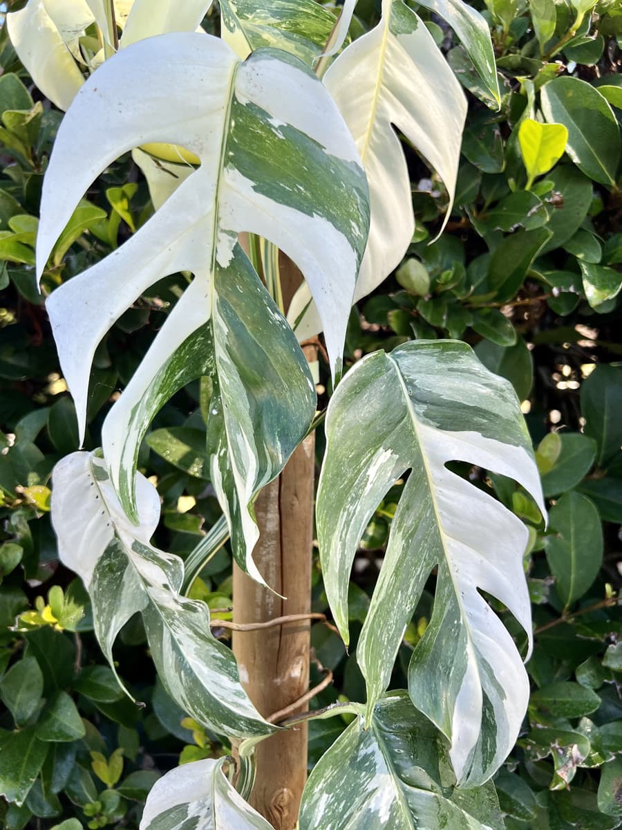 Epipremnum Pinnatum Albo Variegata (larger plant) – The RaeneForest