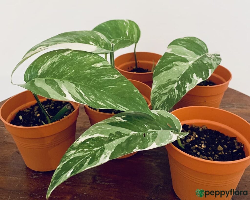 Epipremnum-Pinnatum-Albo-Variegata-Product-Peppyflora-02-Moz