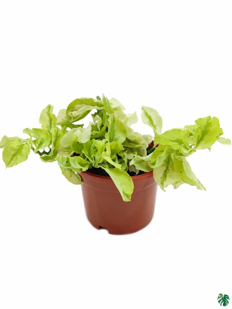 Pedilanthus Curly Leaves 3X4 Product Peppyflora 01 A Moz
