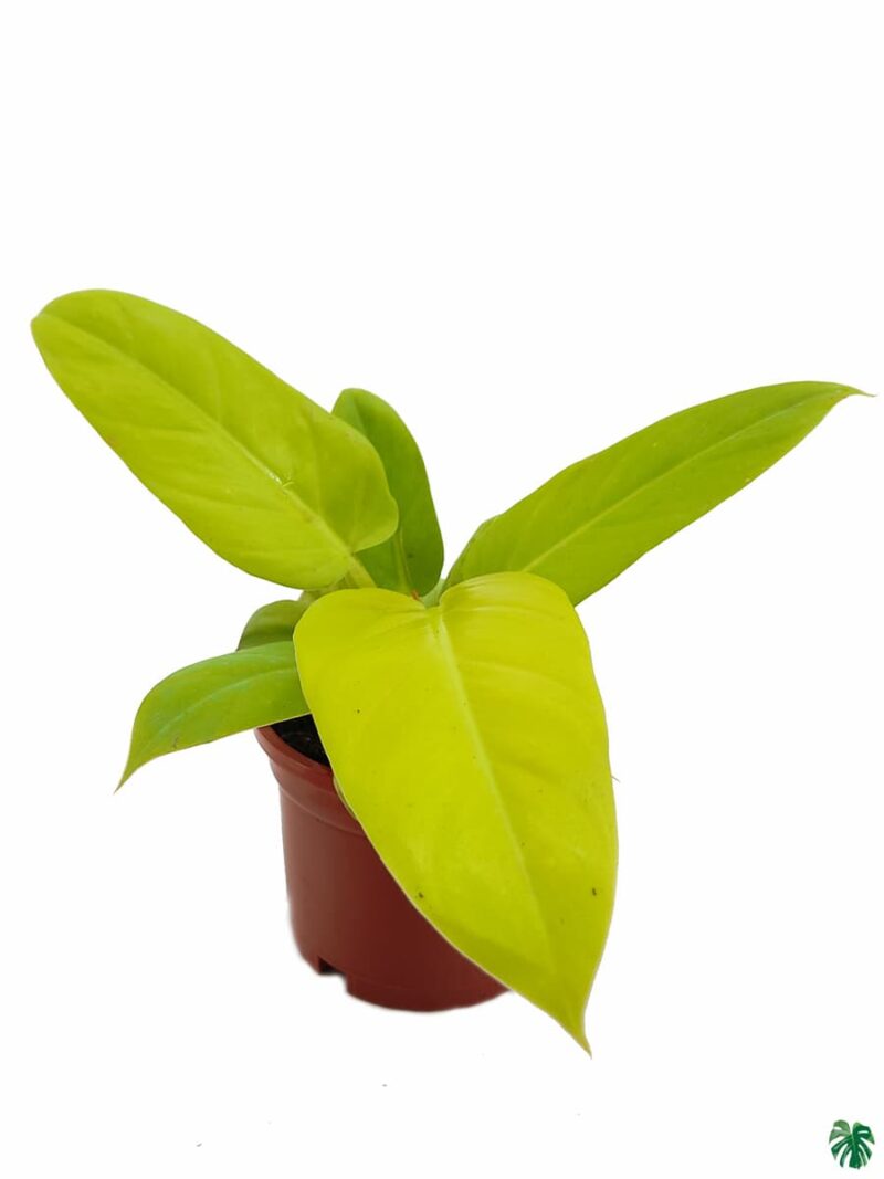 Philodendron Golden Melinonii 3X4 Product Peppyflora 01 A Moz
