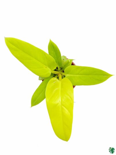 Philodendron-Golden-Melinonii-3x4-Product-Peppyflora-01-b-Moz