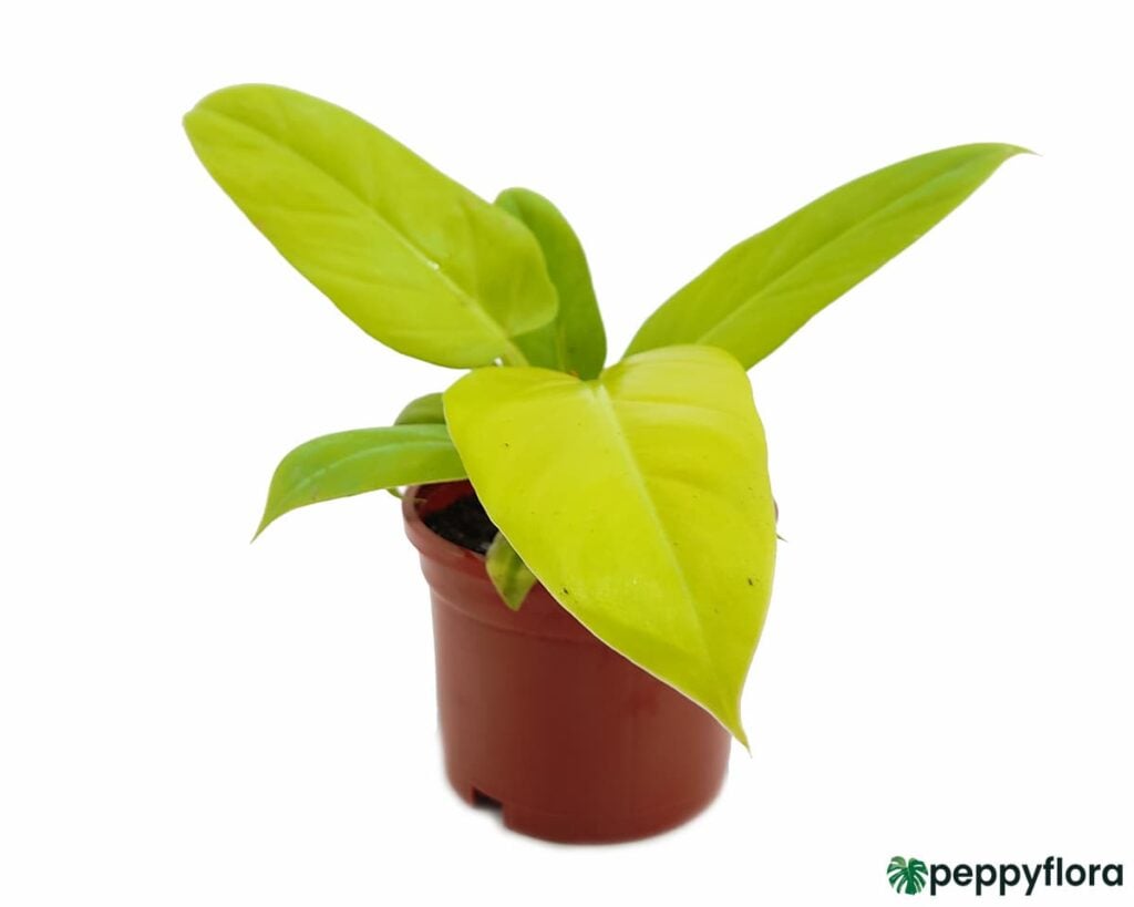Philodendron Golden Melinonii Product Peppyflora 02 Moz