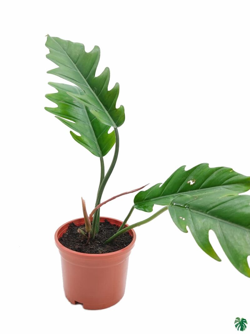 Philodendron Jungle Boogie 3X4 Product Peppyflora 01 A Moz