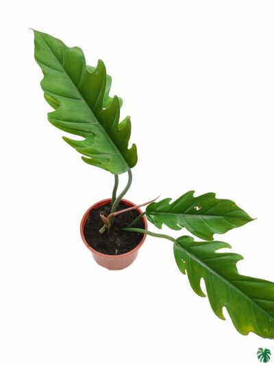 Philodendron-Jungle-Boogie-3x4-Product-Peppyflora-01-b-Moz