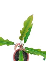 Philodendron-Jungle-Boogie-3x4-Product-Peppyflora-01-c-Moz
