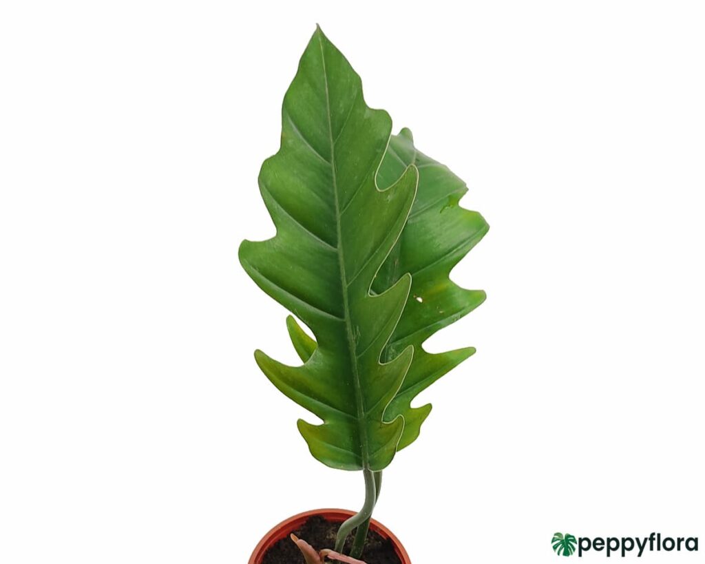 Philodendron Jungle Boogie Product Peppyflora 02 Moz