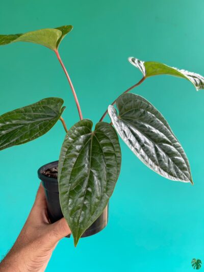 Anthurium-Radicans-x-Luxurians-3x4-Product-Peppyflora-01-b-Moz