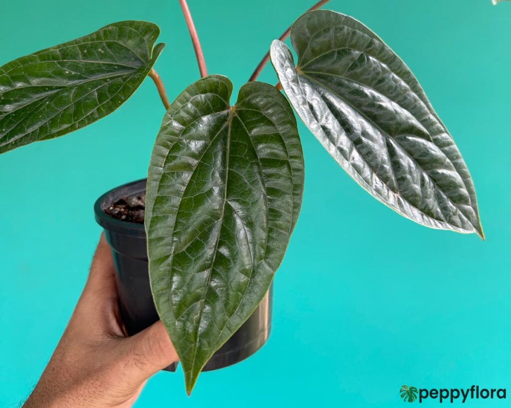 Anthurium Radicans X Luxurians Product Peppyflora 02 Moz