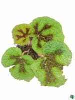 Begonia-Masoniana-3x4-Product-Peppyflora-01-c-Moz