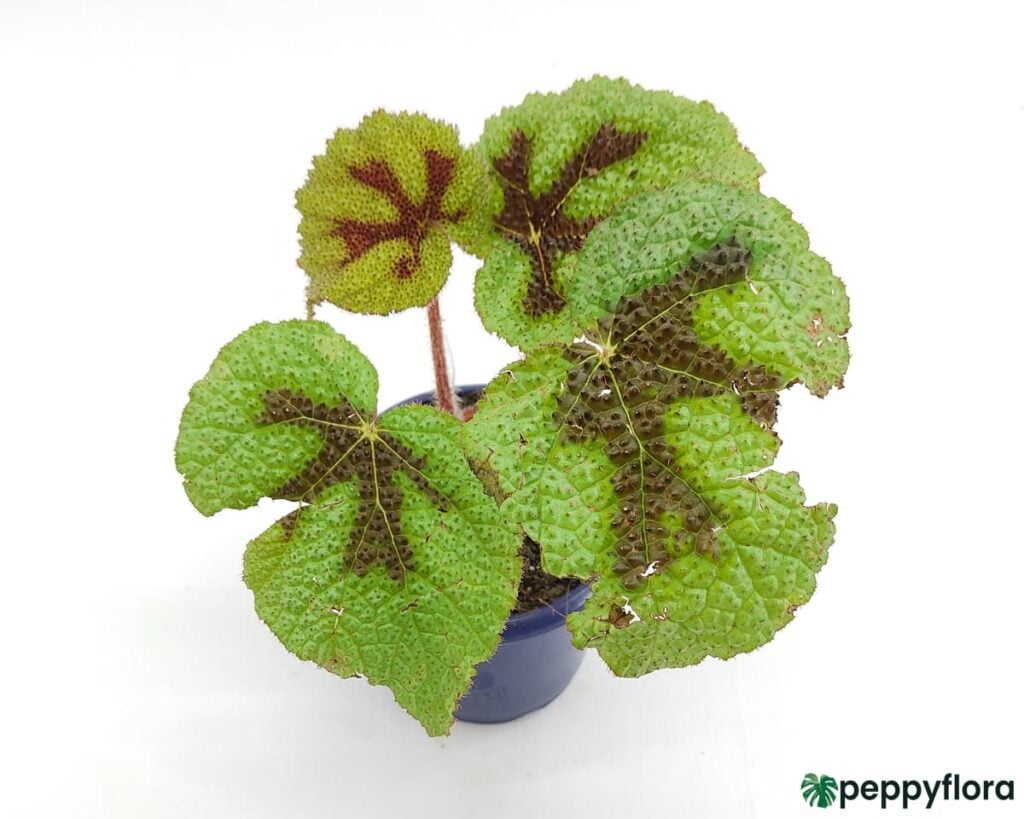 Begonia-Masoniana-Product-Peppyflora-02-Moz