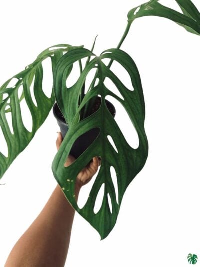 Monstera-Esqueleto-Epipremnoides-3x4-Product-Peppyflora-01-b-Moz