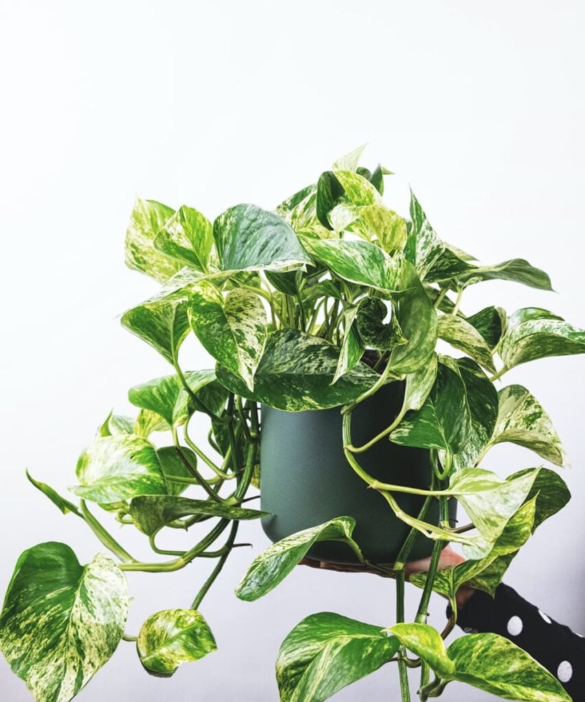 Peppyflora Pothos Care 02 B Moz