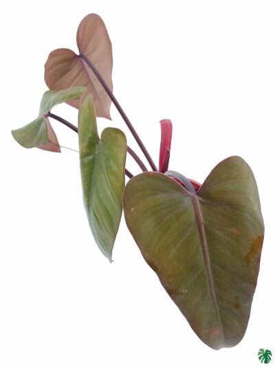 Philodendron-Dark-Lord-3x4-Product-Peppyflora-01-b-Moz