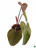 Philodendron-Dark-Lord-3x4-Product-Peppyflora-01-c-Moz