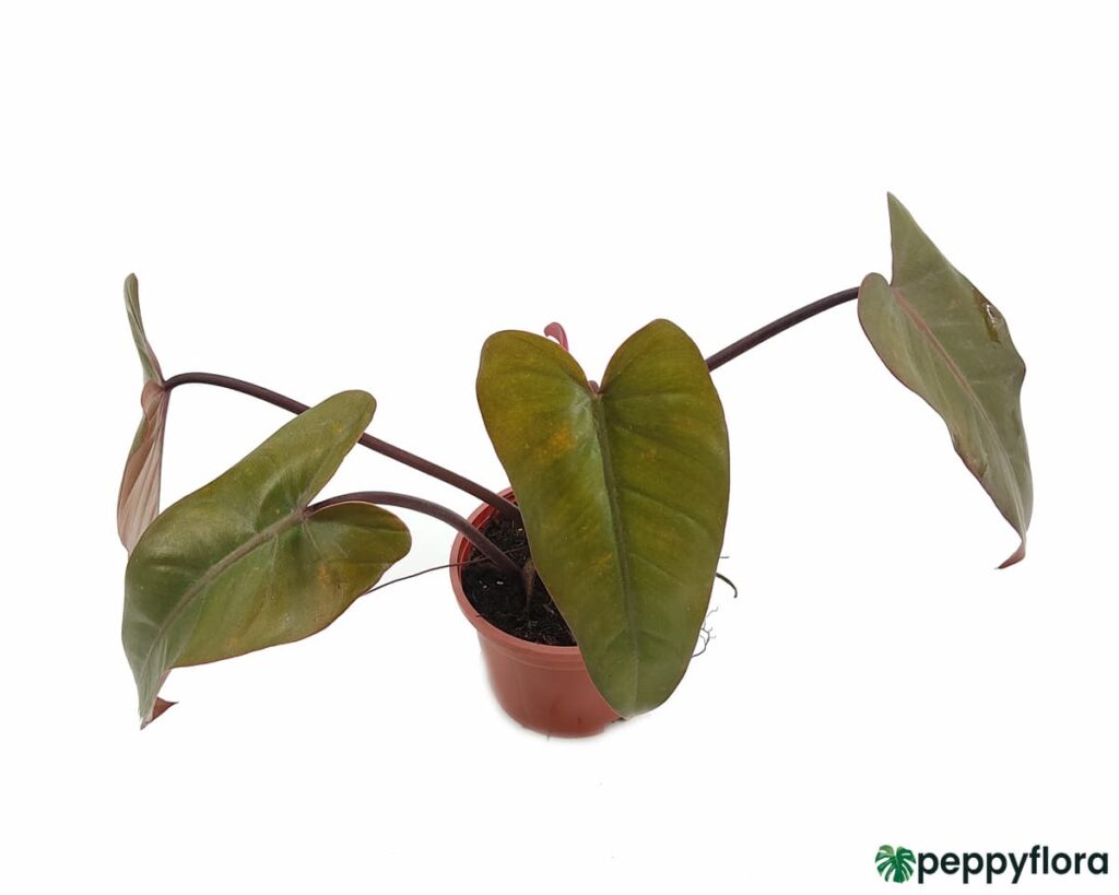 Philodendron Dark Lord Product Peppyflora 02 Moz