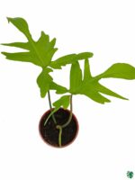 Philodendron-Florida-3x4-Product-Peppyflora-01-b-Moz