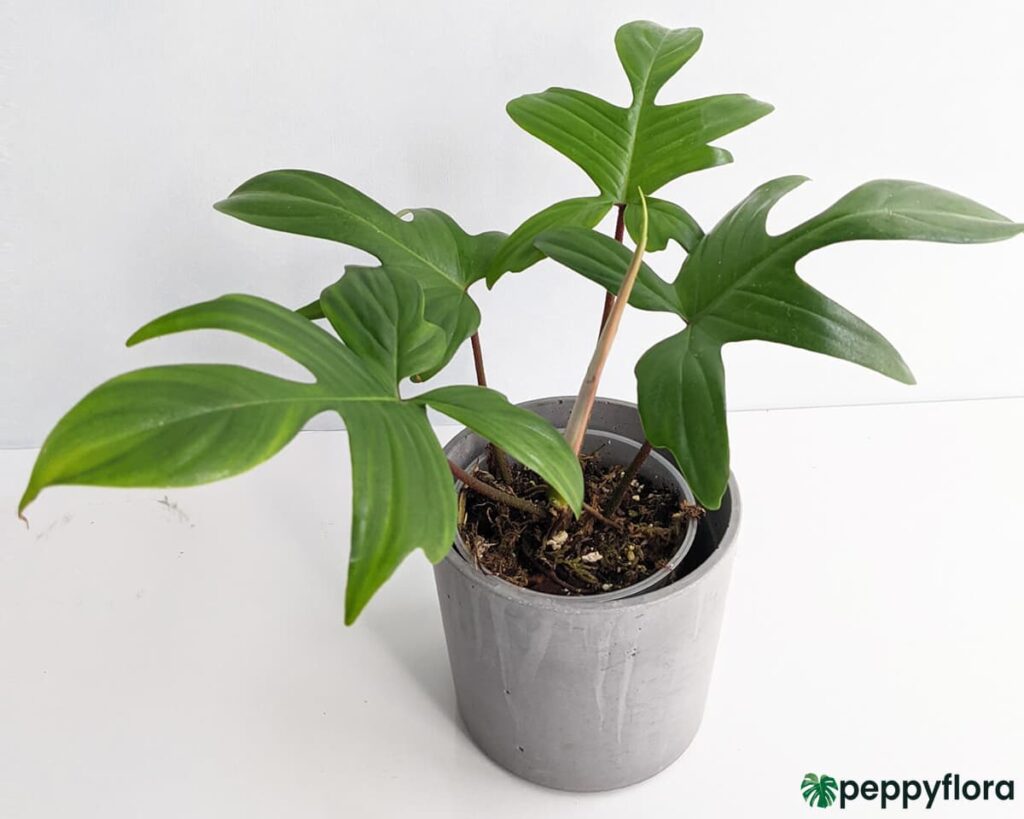 Philodendron Florida Product Peppyflora 02 Moz