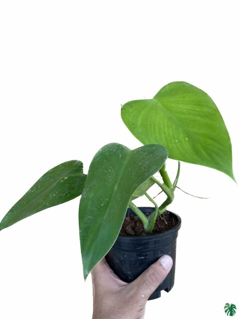 Philodendron Microstictum 3X4 Product Peppyflora 01 A Moz