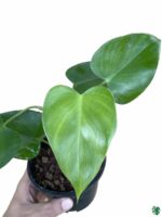 Philodendron-Microstictum-3x4-Product-Peppyflora-01-b-Moz