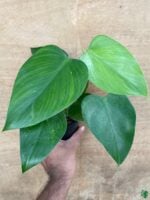 Philodendron-Microstictum-3x4-Product-Peppyflora-01-c-Moz