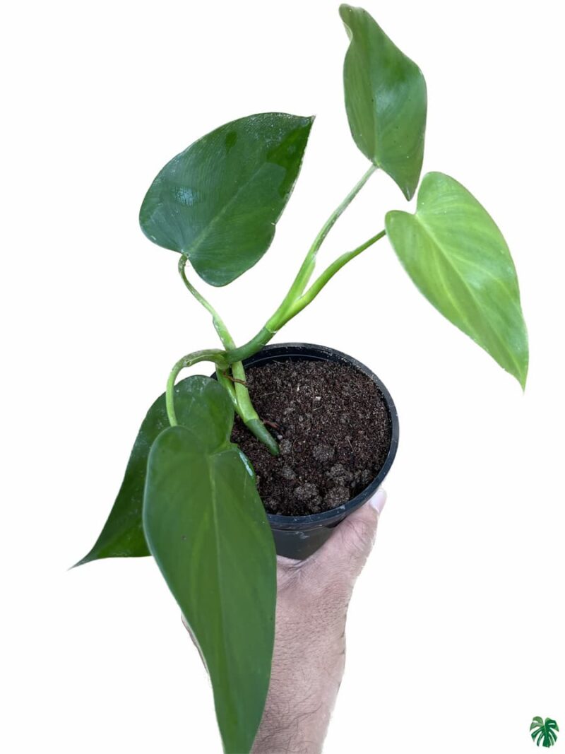 Philodendron-Microstictum-3x4-Product-Peppyflora-01-d-Moz