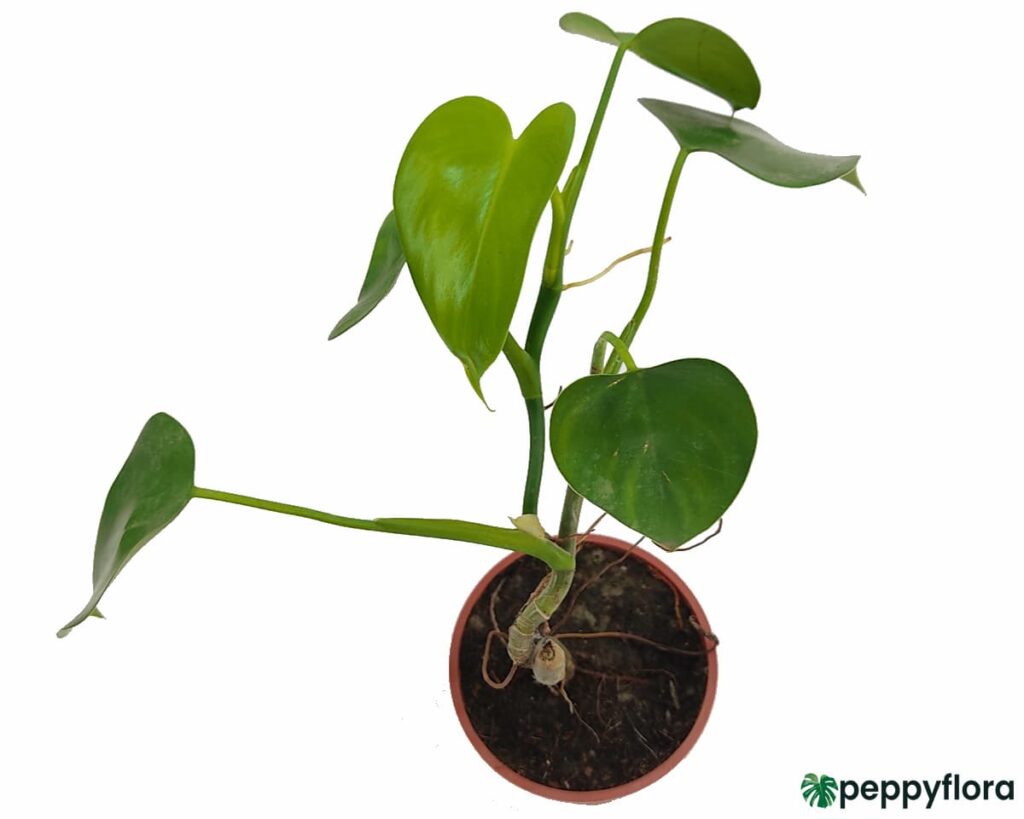 Philodendron Microstictum Product Peppyflora 02 Moz