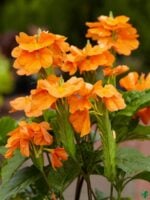 Abuli-Firecracker-Flower-Crossandra-Plant-3x4-Product-Peppyflora-01-a-Moz