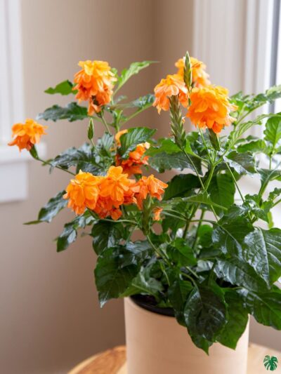 Abuli-Firecracker-Flower-Crossandra-Plant-3x4-Product-Peppyflora-01-b-Moz