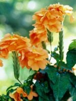Abuli-Firecracker-Flower-Crossandra-Plant-3x4-Product-Peppyflora-01-c-Moz