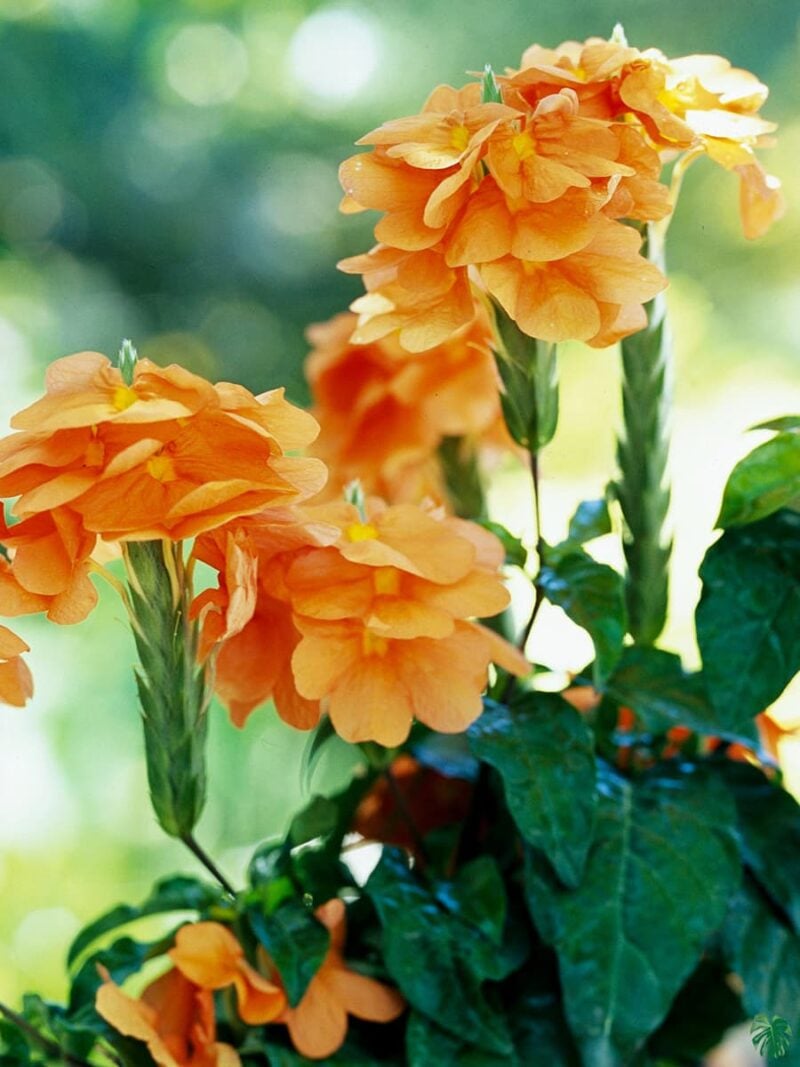 Abuli-Firecracker-Flower-Crossandra-Plant-3x4-Product-Peppyflora-01-c-Moz