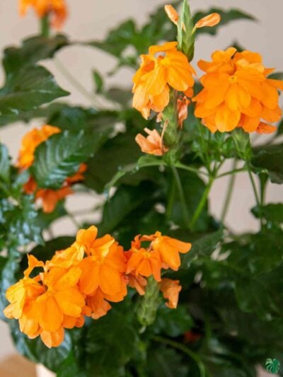 Abuli-Firecracker-Flower-Crossandra-Plant-3x4-Product-Peppyflora-01-d-Moz