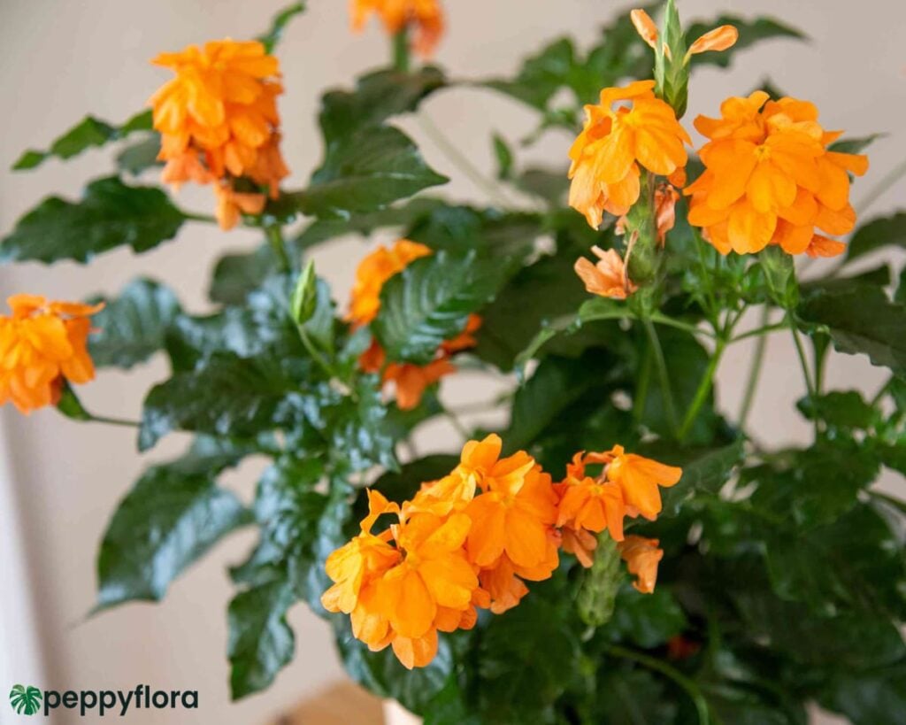 Abuli-Firecracker-Flower-Crossandra-Plant-Product-Peppyflora-02-Moz