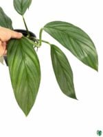 Epipremnum-Amplissimum-Silver-Streak-Silver-Leaf-Product-3x4-Peppyflora-01-a-Moz