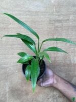 Epipremnum-Amplissimum-Silver-Streak-Silver-Leaf-Product-3x4-Peppyflora-01-e-Moz