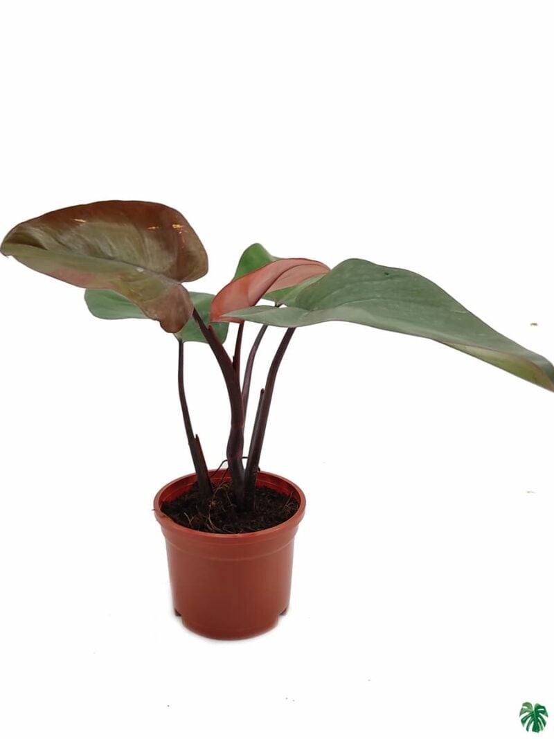Philodendron Royal Queen 3X4 Product Peppyflora 01 A Moz