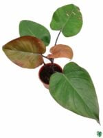 Philodendron-Royal-Queen-3x4-Product-Peppyflora-01-b-Moz