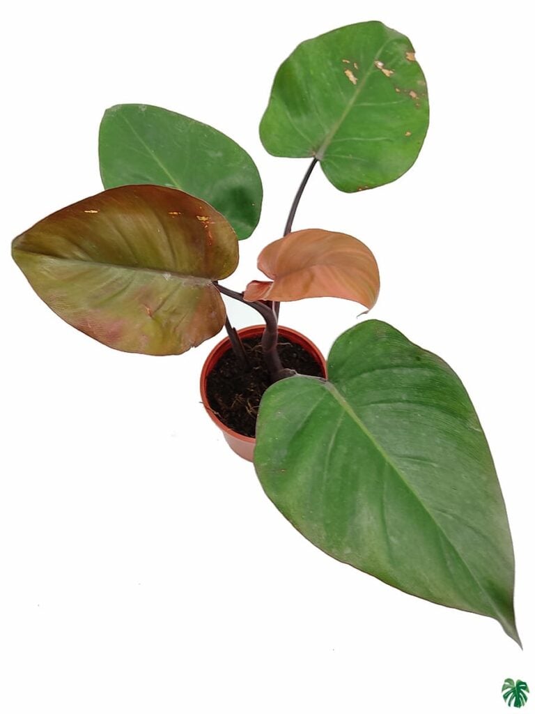 Buy Philodendron Royal Queen Online Peppyflora®