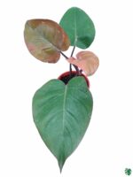 Philodendron-Royal-Queen-3x4-Product-Peppyflora-01-c-Moz