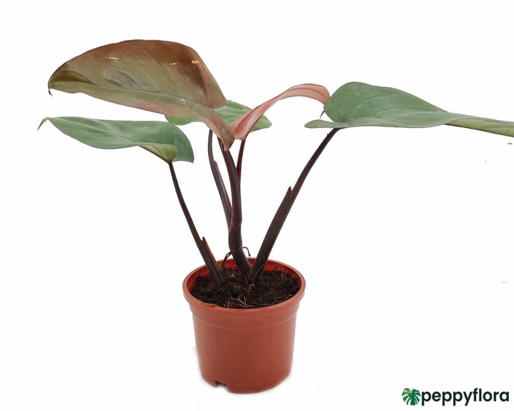 Philodendron-Royal-Queen-Product-Peppyflora-02-Moz